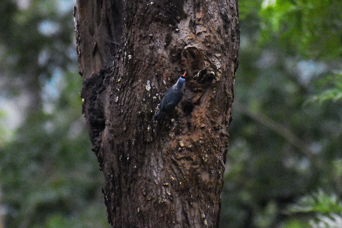 Velvet-fronted Nuthatch - ML638544703