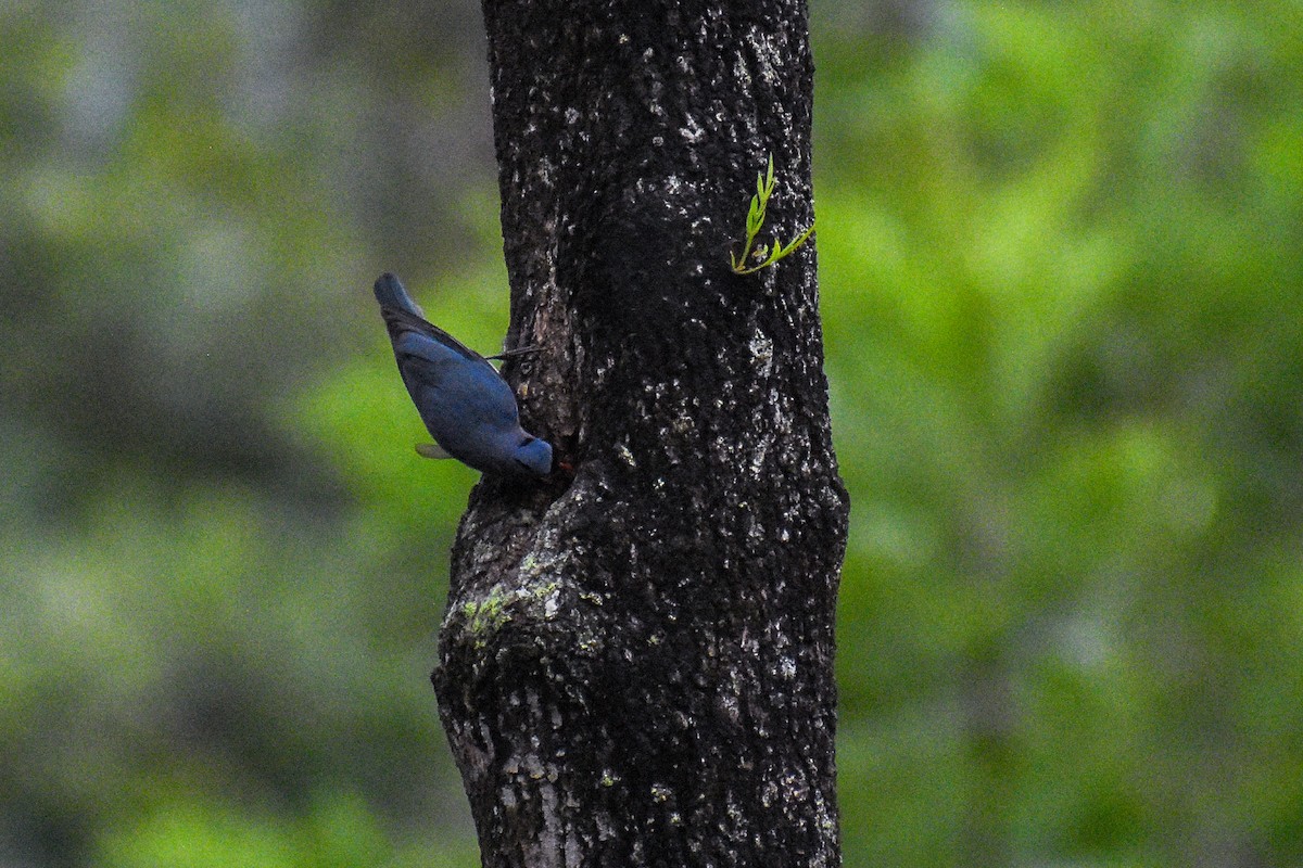 Velvet-fronted Nuthatch - ML638544704