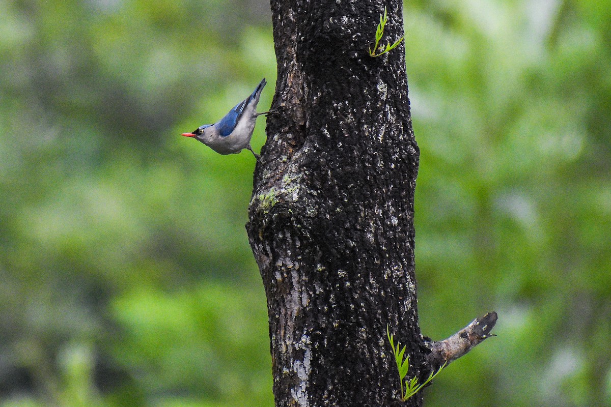 Velvet-fronted Nuthatch - ML638544705
