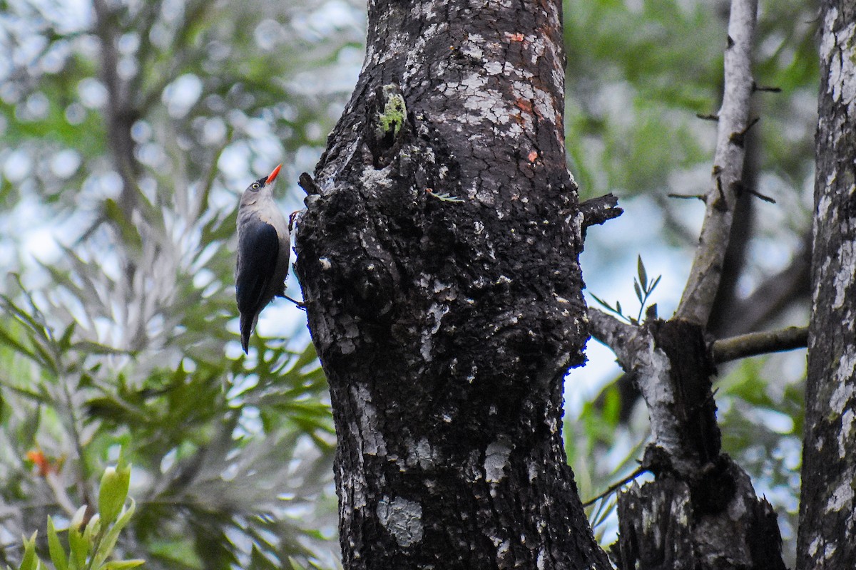 Velvet-fronted Nuthatch - ML638544706