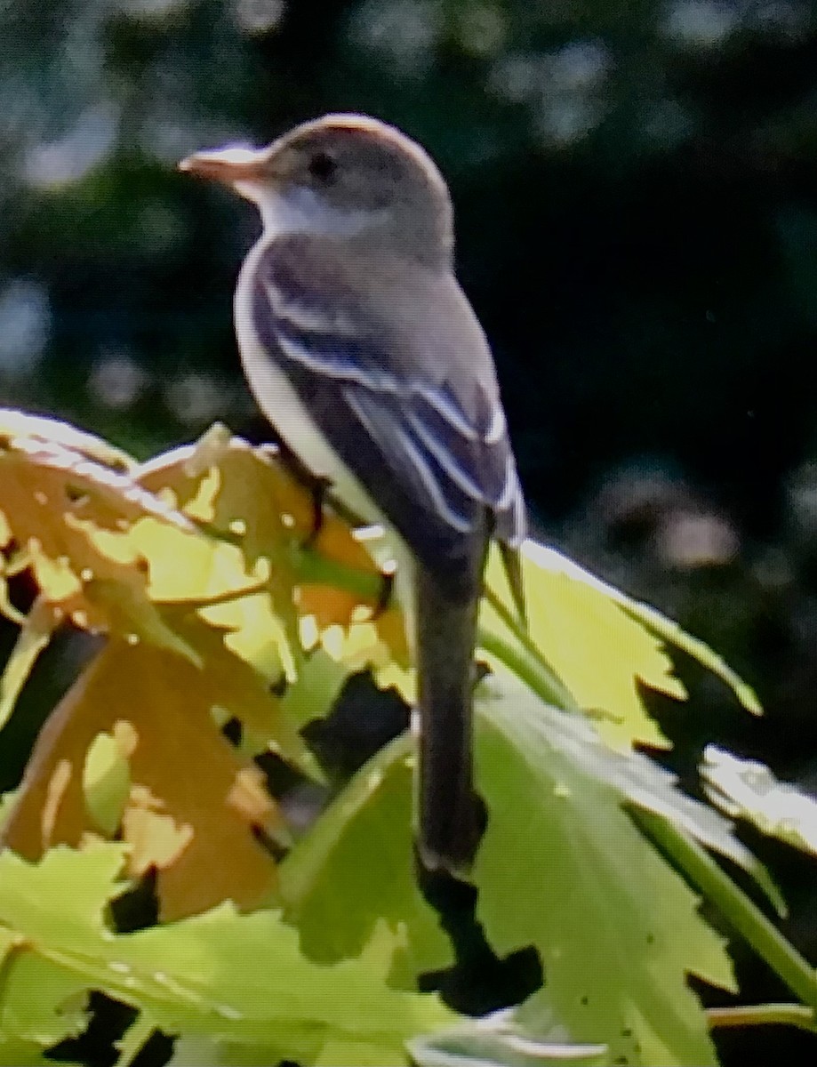 Willow Flycatcher - ML638544715