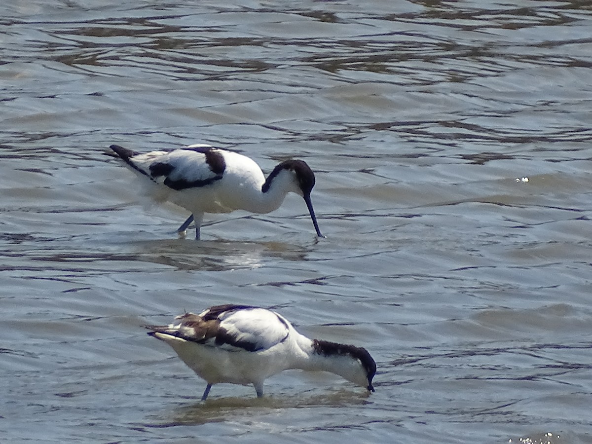 Pied Avocet - ML638544725