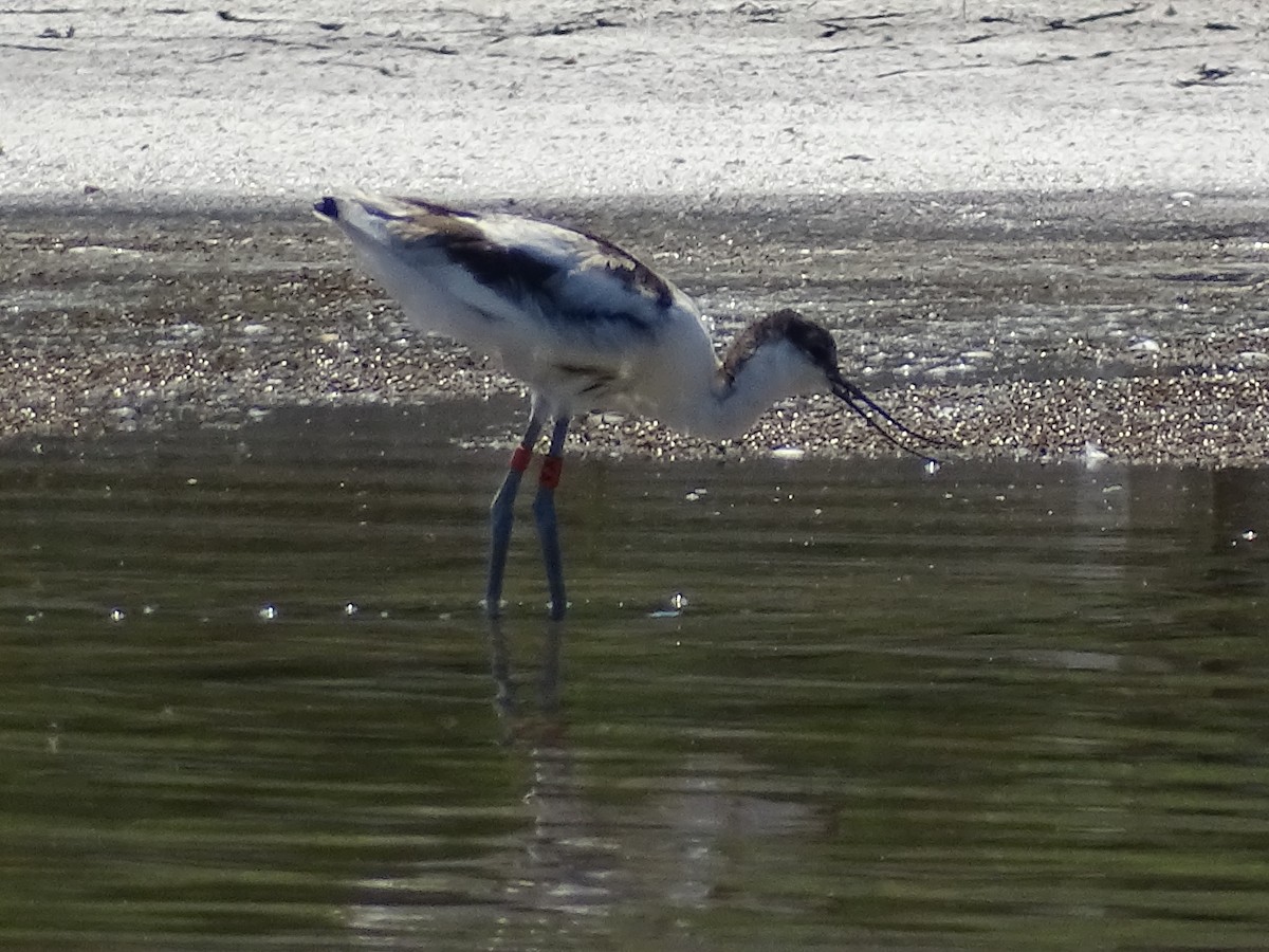 Pied Avocet - ML638544726