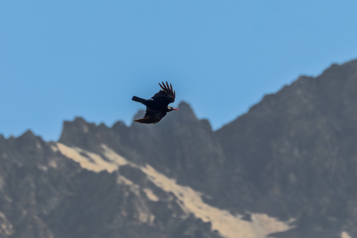 Red-billed Chough - ML638544731