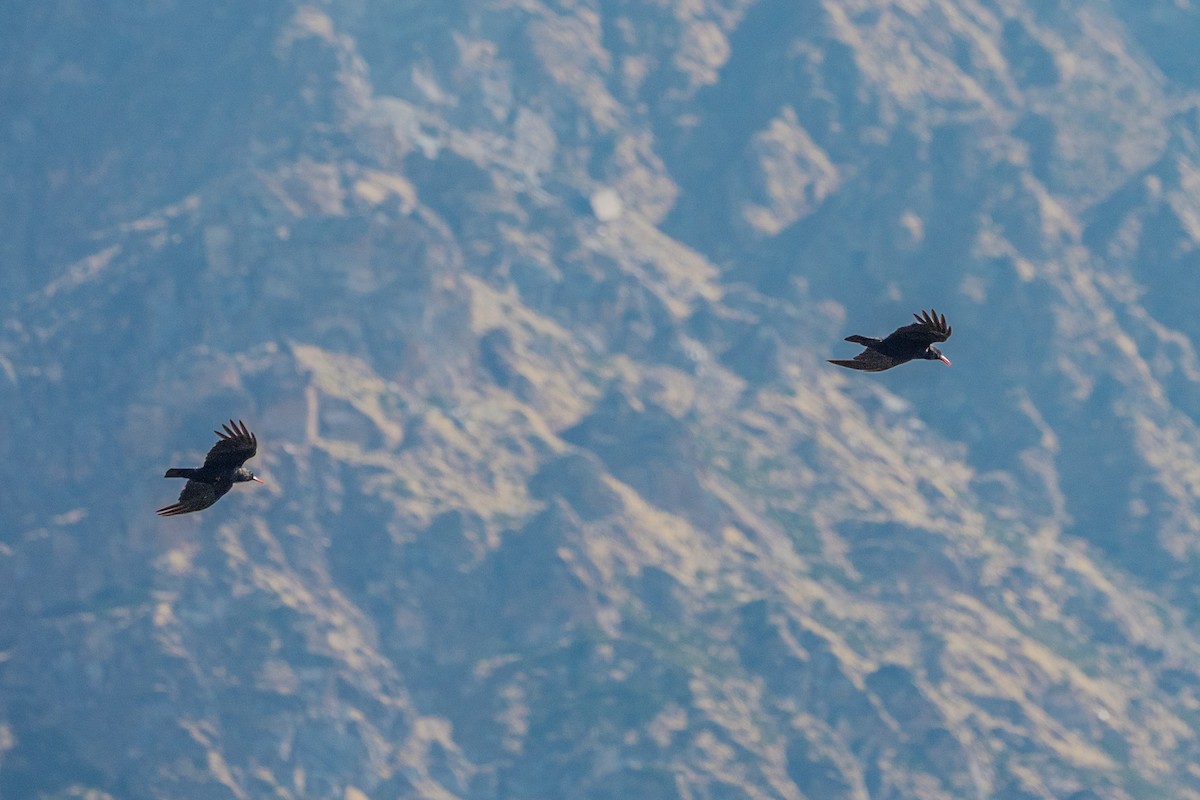 Red-billed Chough - ML638544732