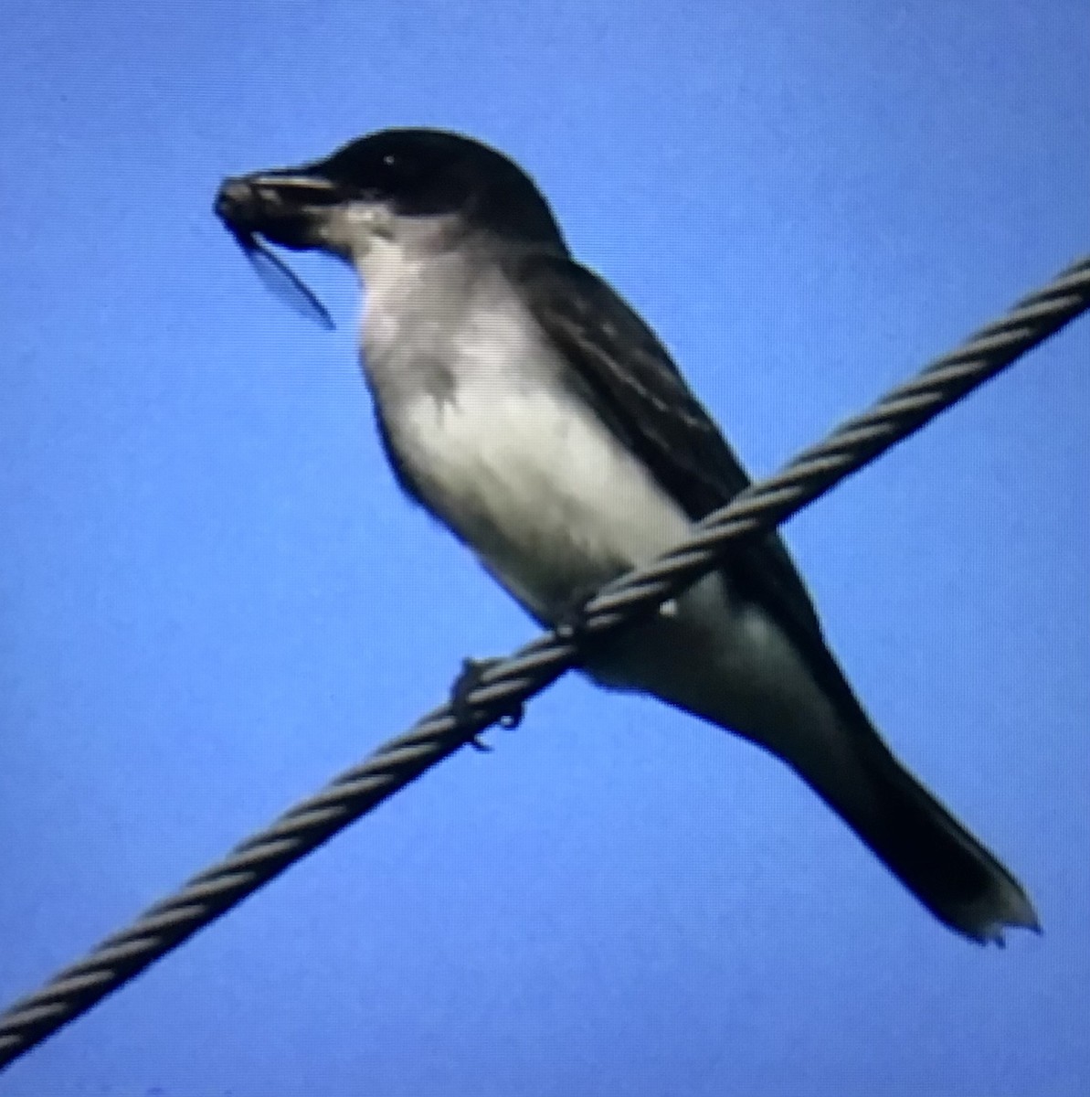 Eastern Kingbird - ML638544733
