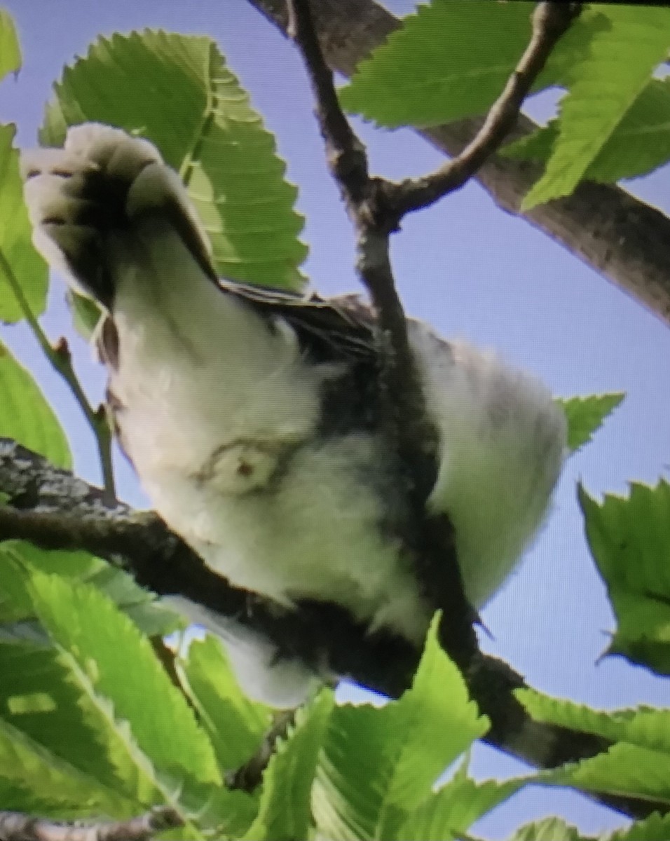 Eastern Kingbird - ML638544736