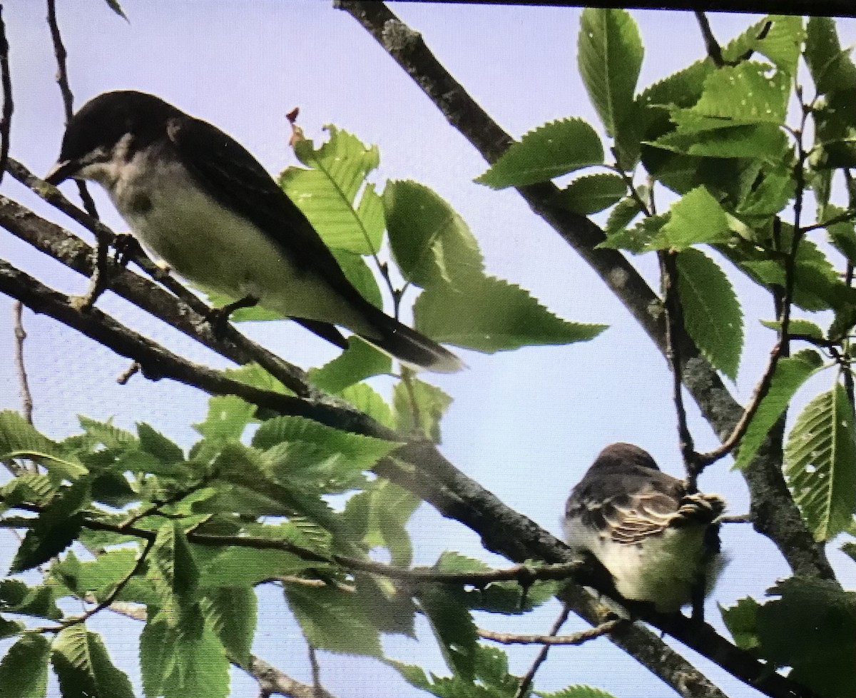 Eastern Kingbird - ML638544738