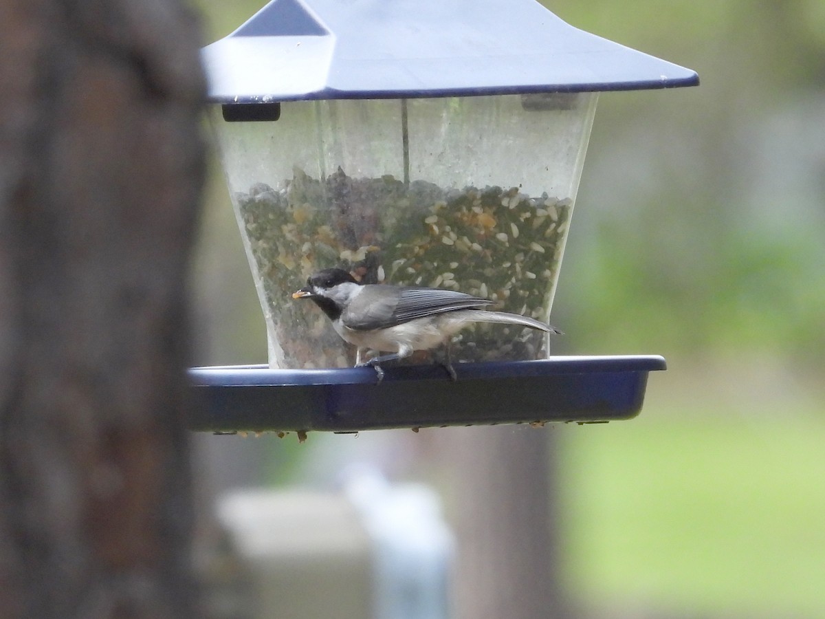 Carolina Chickadee - ML638544770