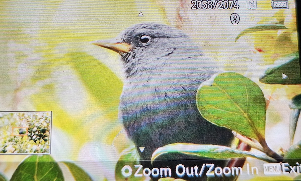 Peg-billed Finch - ML638544779