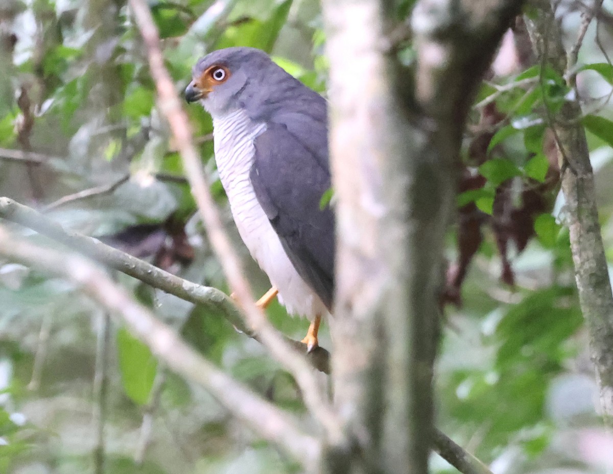 Lined Forest-Falcon - ML638544785