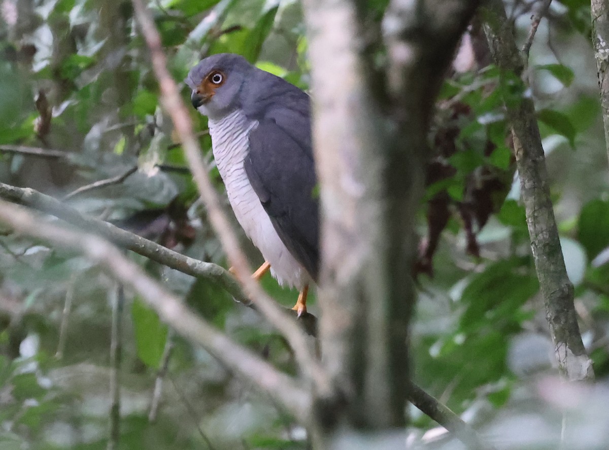 Lined Forest-Falcon - ML638544786