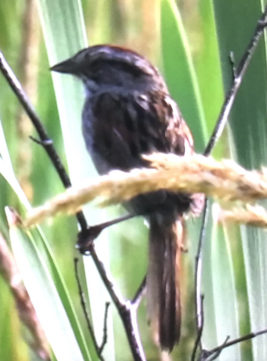 Swamp Sparrow - ML638544789