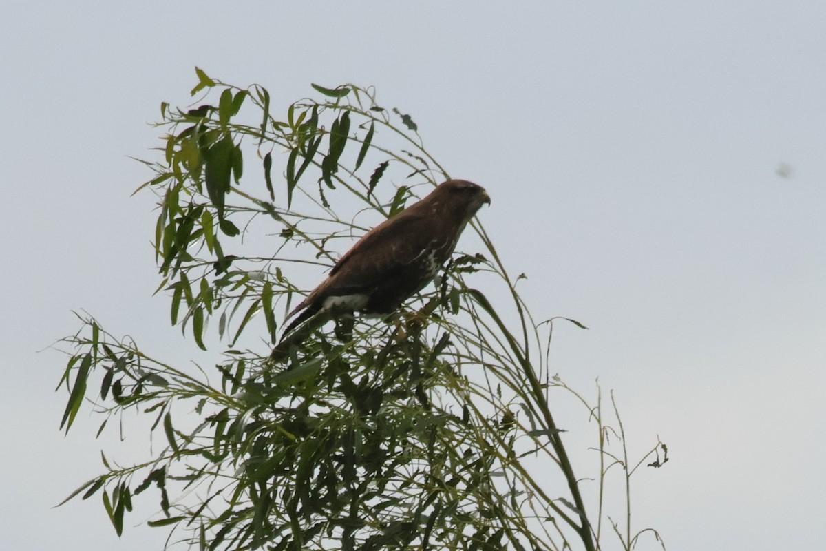 káně lesní - ML638544790