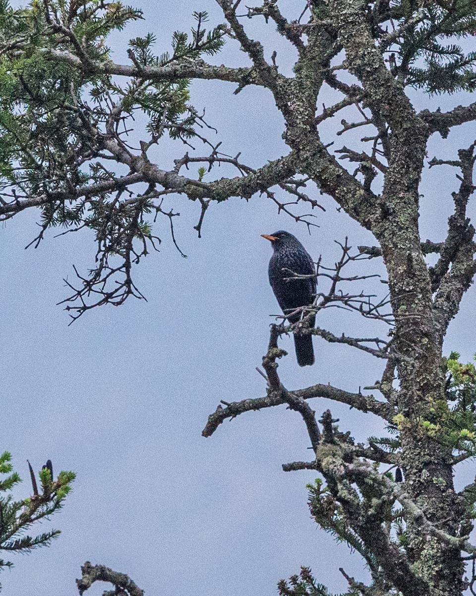 Blue Whistling-Thrush - ML638544793