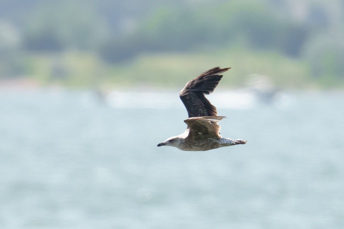 Lesser Black-backed Gull - ML638544804