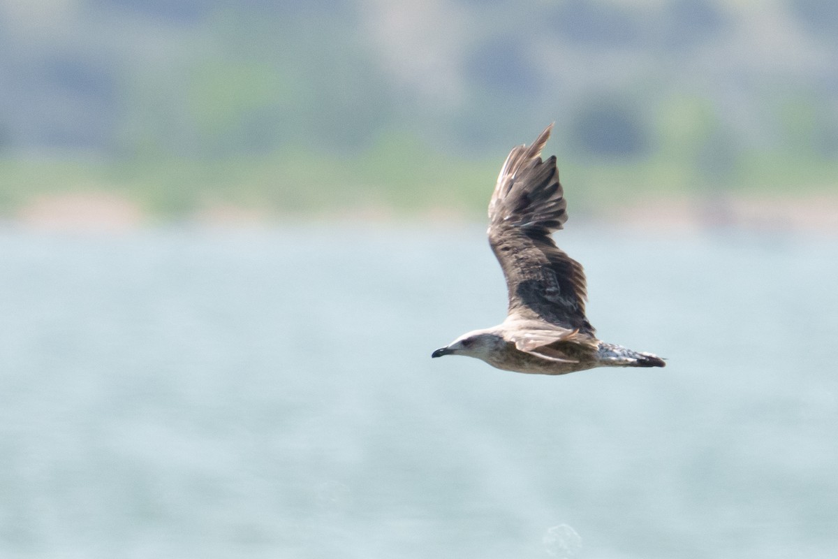 Lesser Black-backed Gull - ML638544805