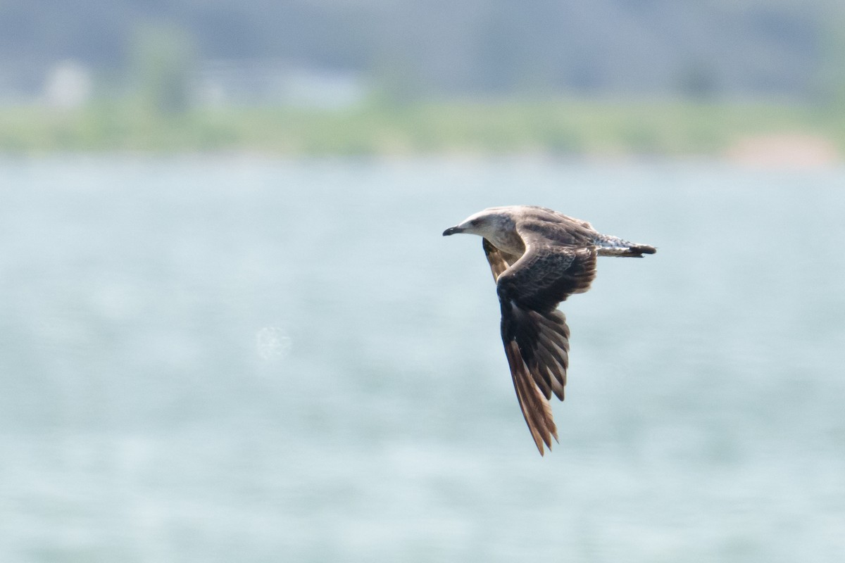 Lesser Black-backed Gull - ML638544806