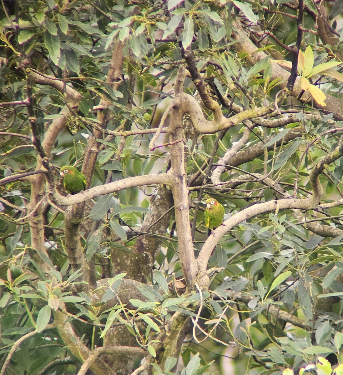 Sulphur-winged Parakeet - ML638544807