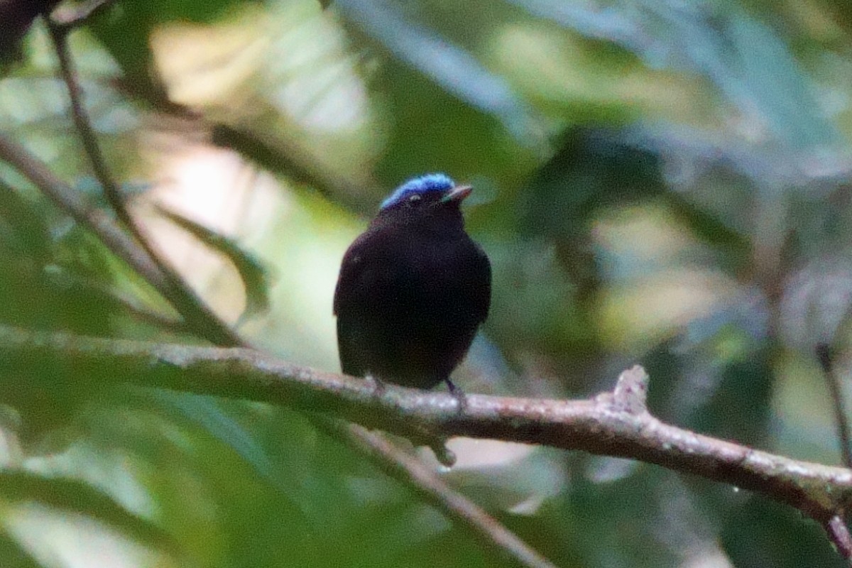 Blue-capped Manakin - ML638544809