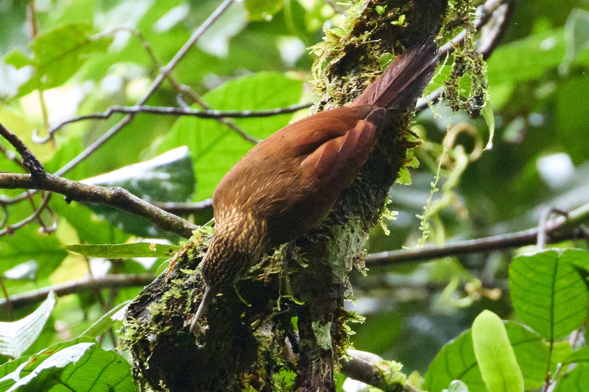 kremstrupetreløper - ML638544866