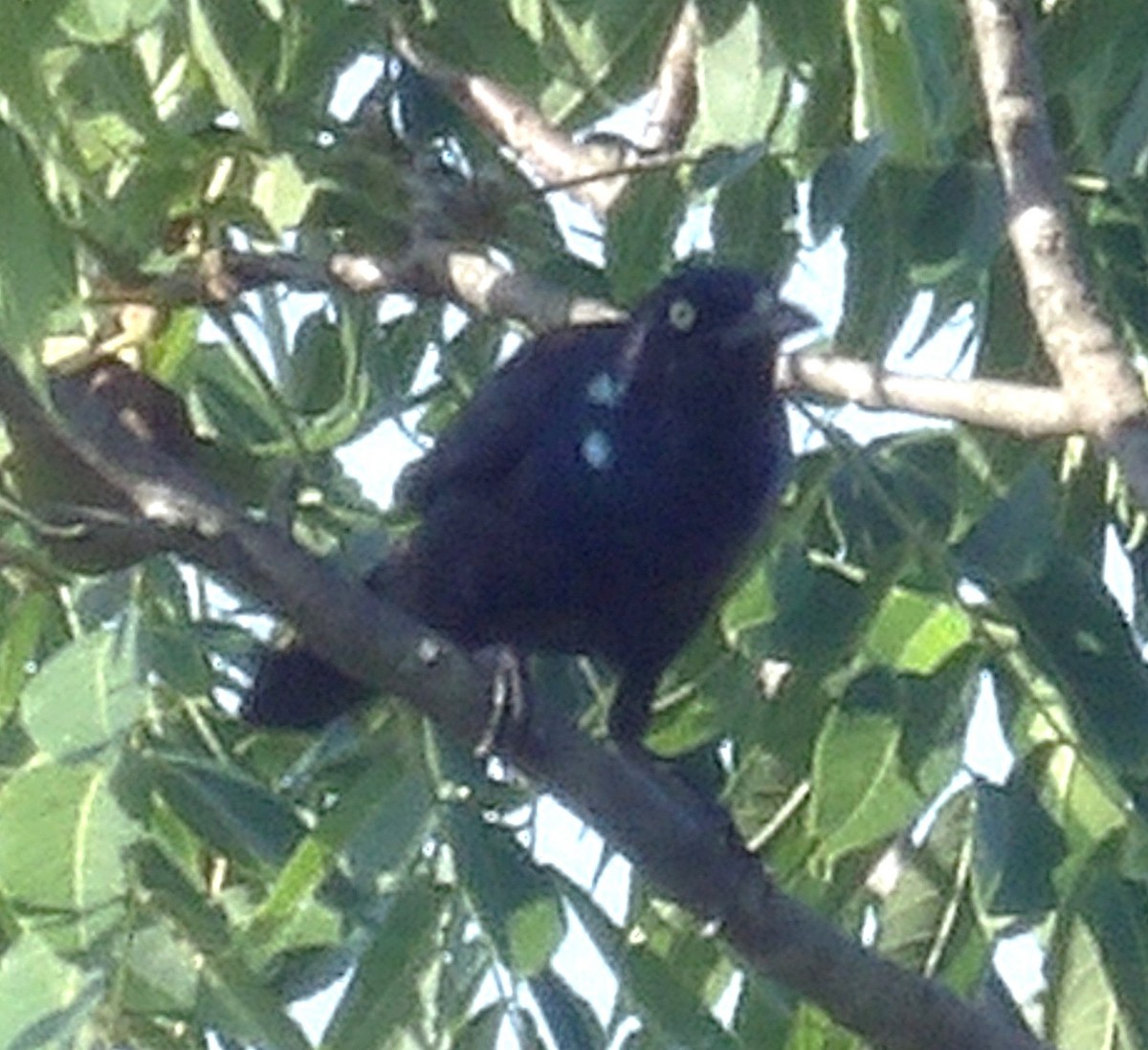 Common Grackle - ML638544867