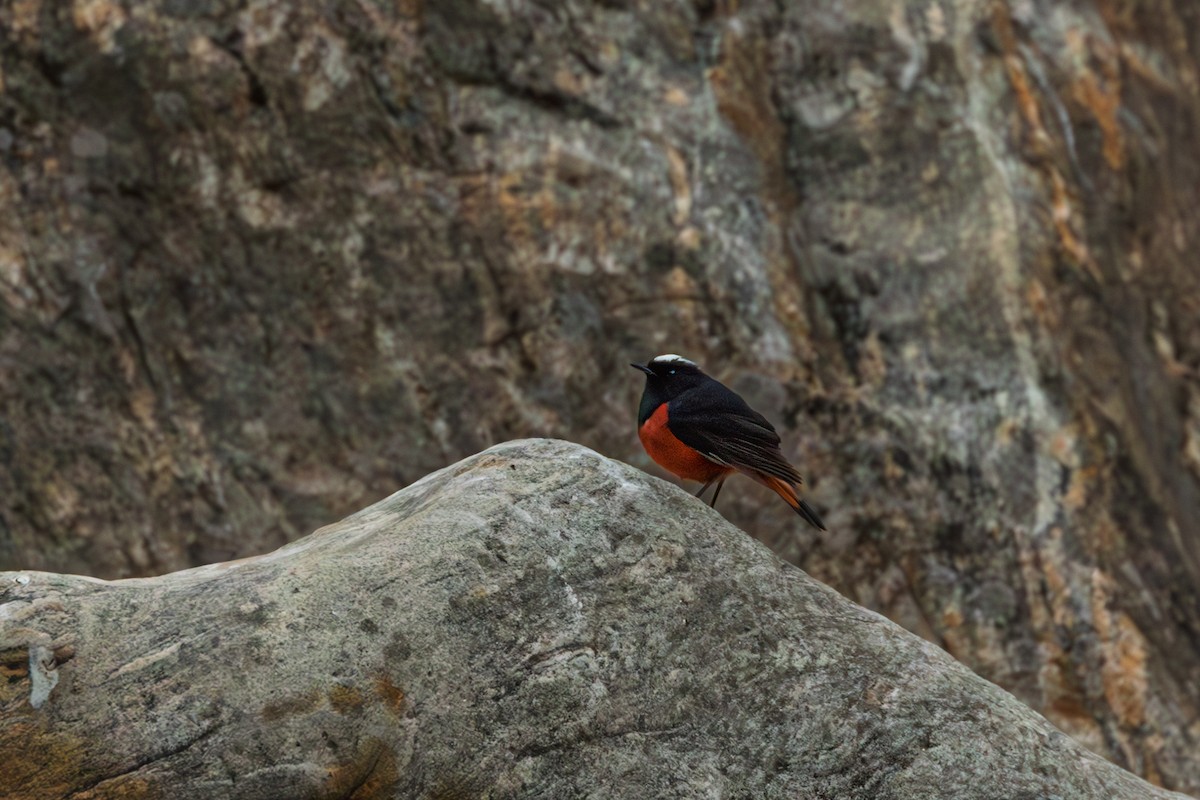 White-capped Redstart - ML638544868