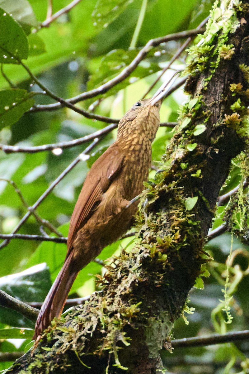 kremstrupetreløper - ML638544870