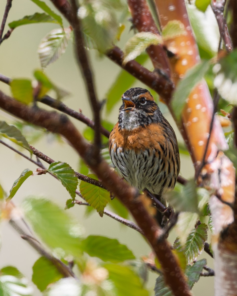 Rufous-breasted Accentor - ML638544891