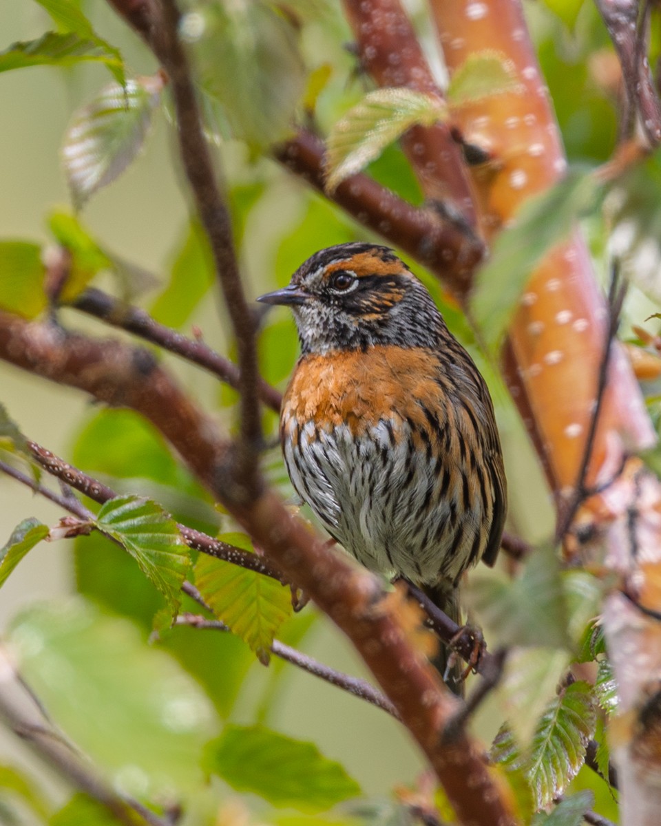 Rufous-breasted Accentor - ML638544892