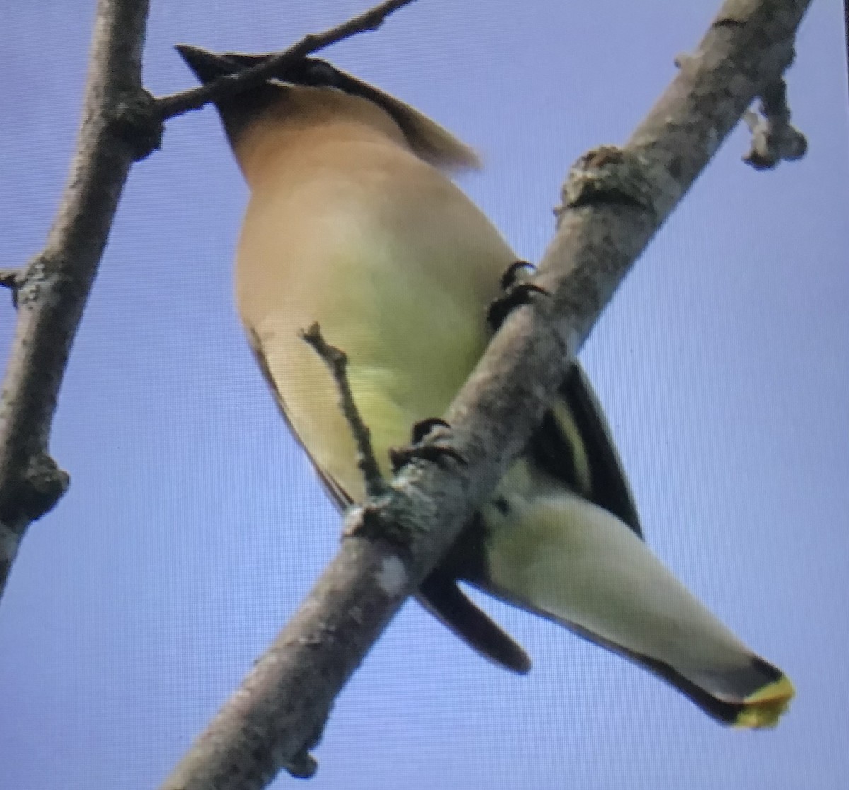 Cedar Waxwing - ML638544893