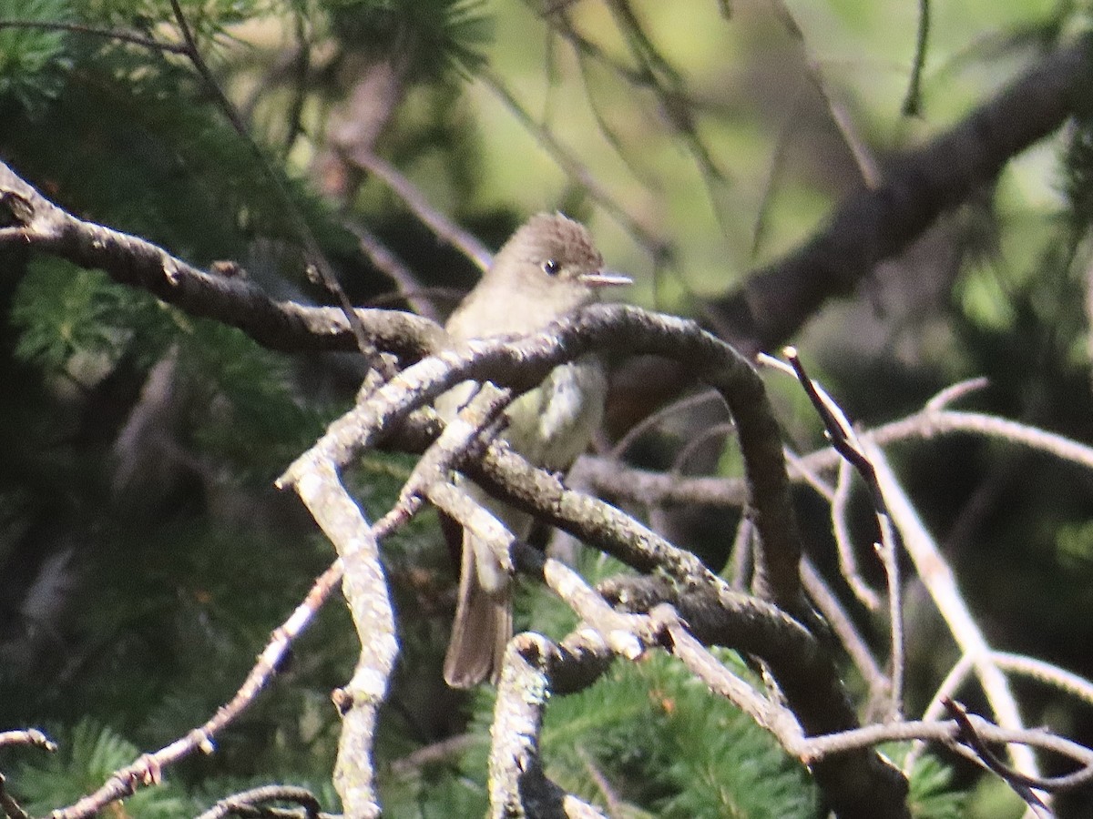 Western Flycatcher (Cordilleran) - ML638544915