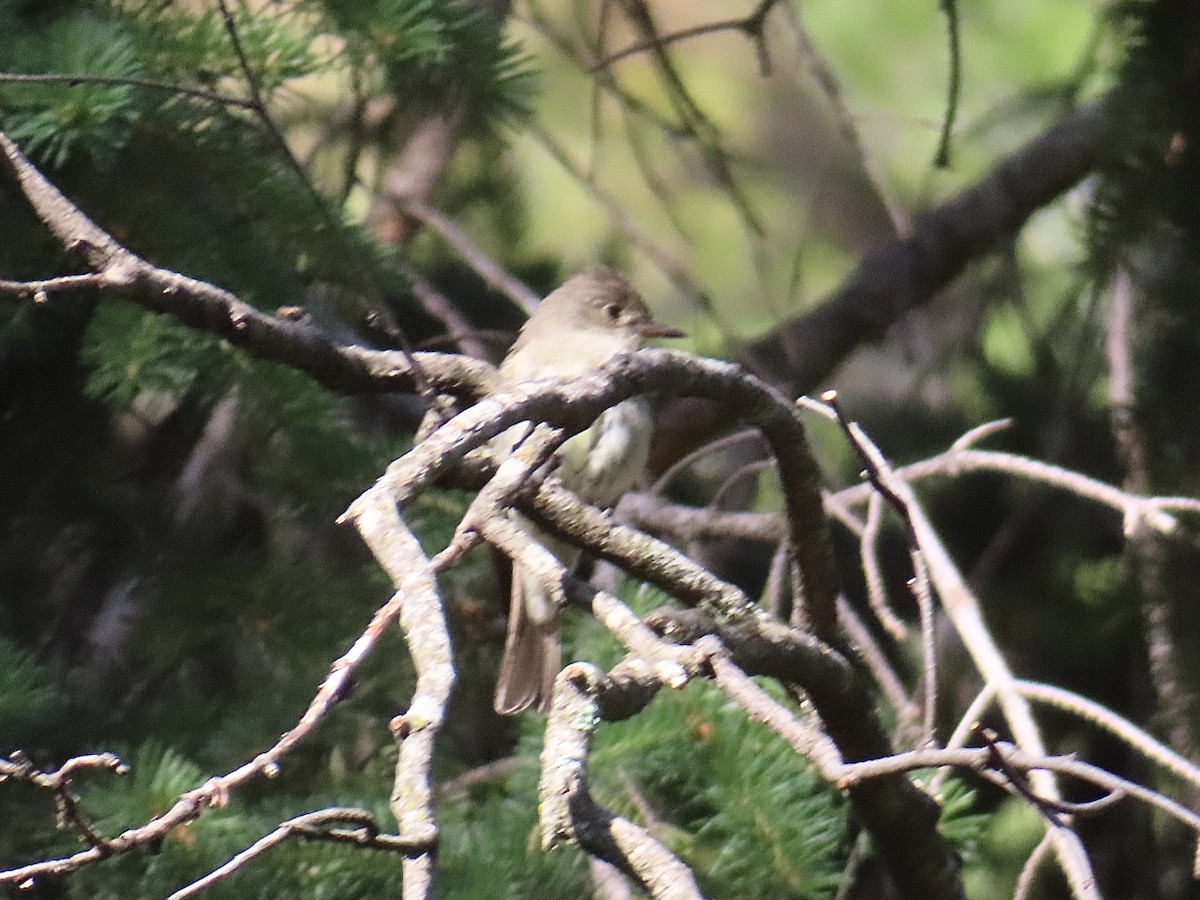 Western Flycatcher (Cordilleran) - ML638544916