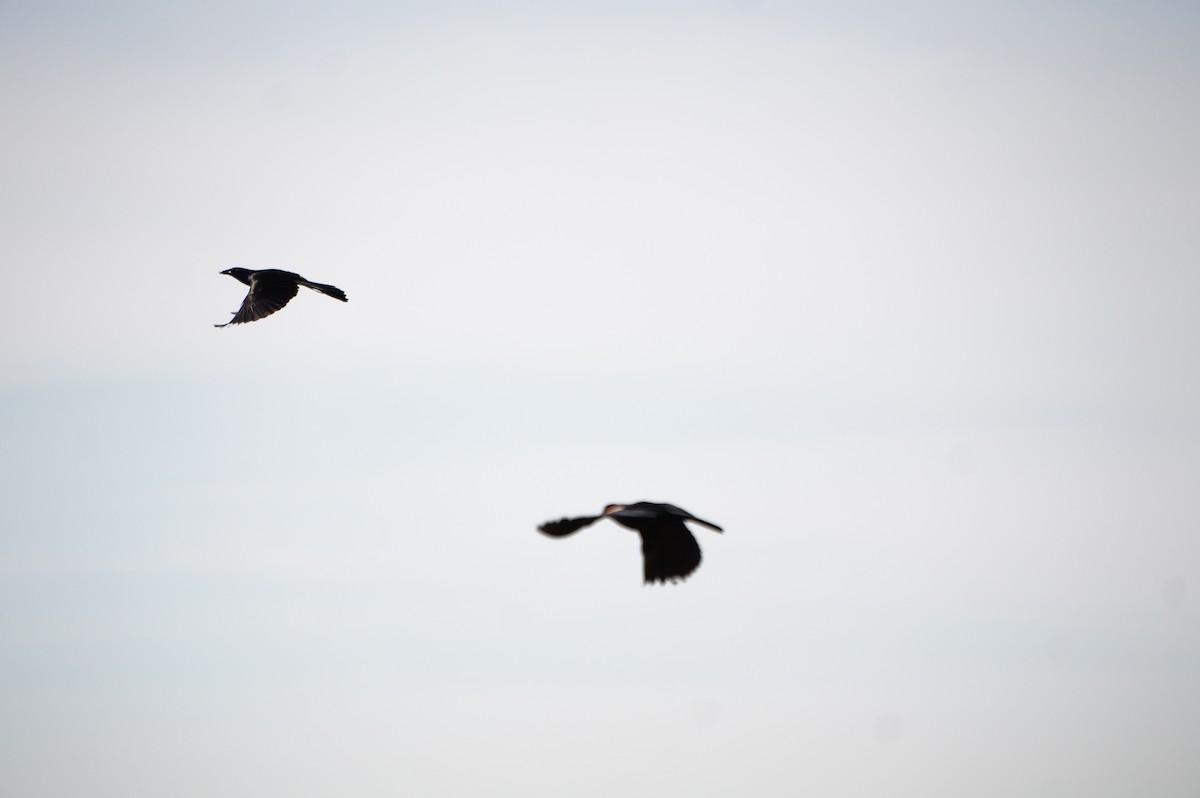 Common Grackle - ML638544923