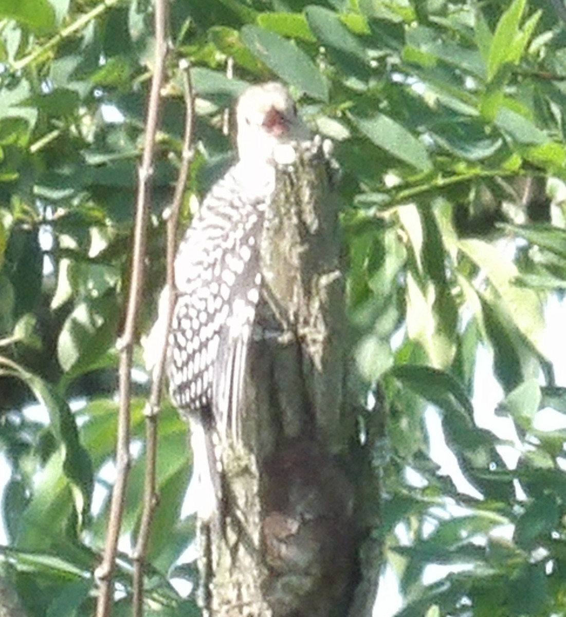 Red-bellied Woodpecker - ML638544960