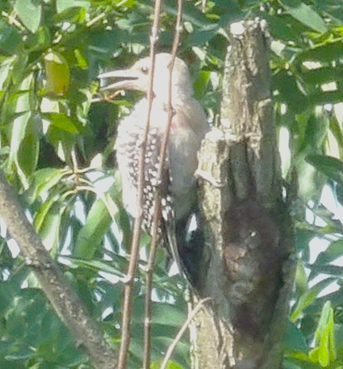 Red-bellied Woodpecker - ML638544961