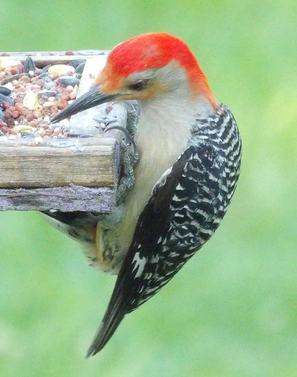 Red-bellied Woodpecker - ML638544962