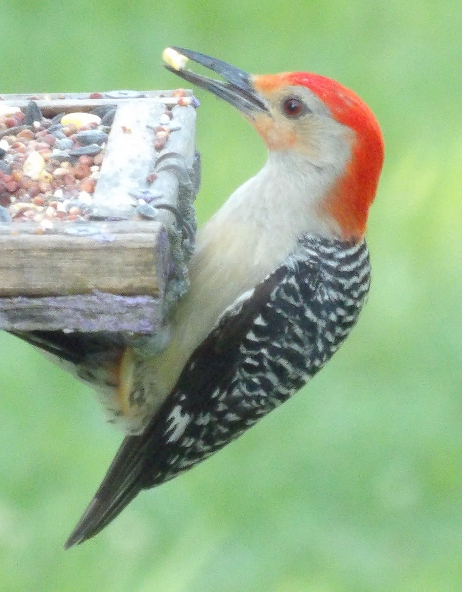Red-bellied Woodpecker - ML638544963