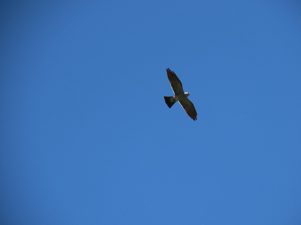 Mississippi Kite - ML638544966