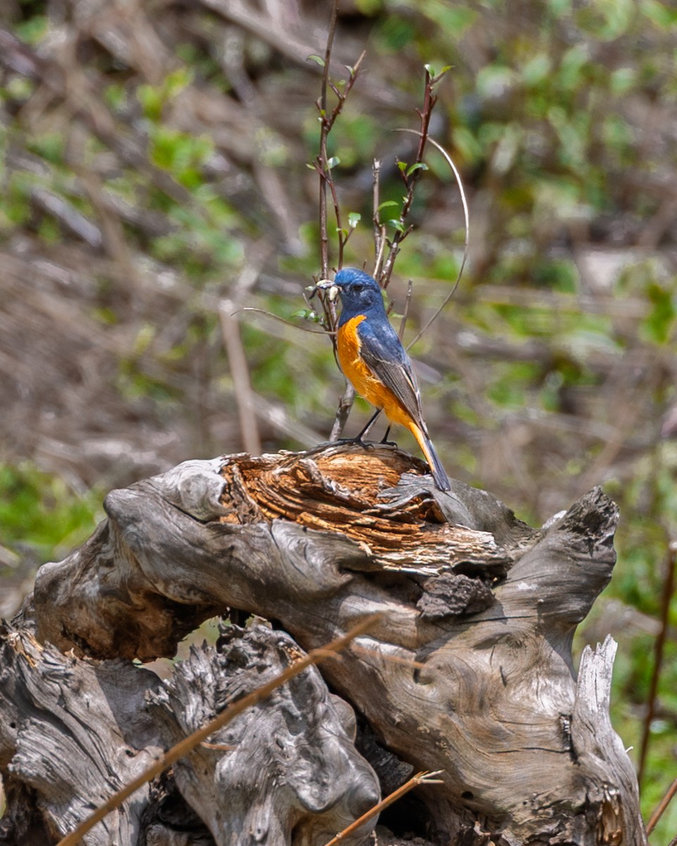 Blue-fronted Redstart - ML638544968