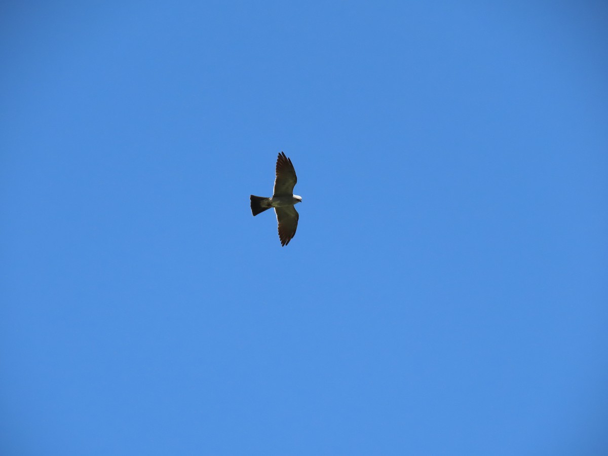 Mississippi Kite - ML638544969