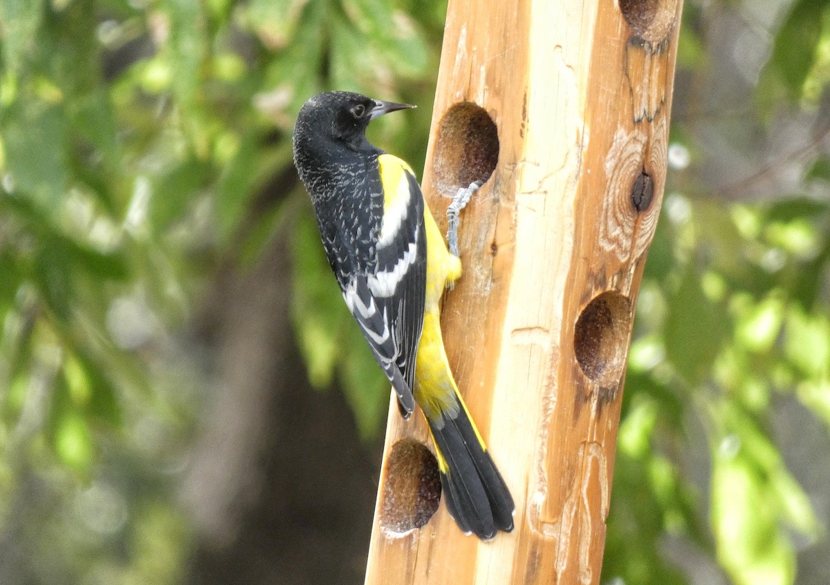 Scott's Oriole - ML638544970