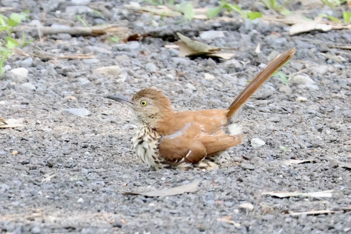 brunspottefugl - ML638544972