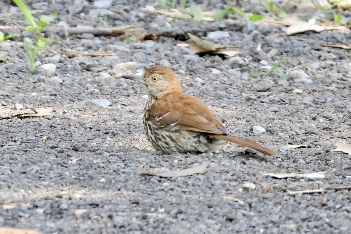 brunspottefugl - ML638544973