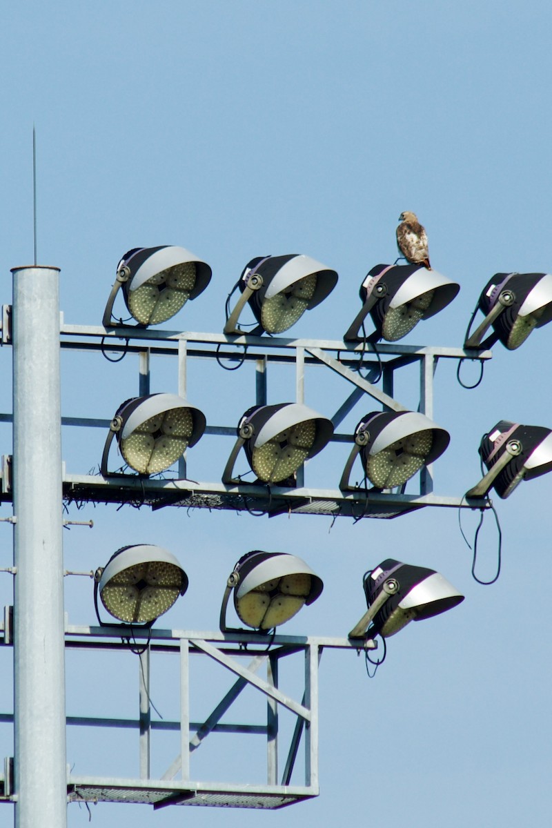 Red-tailed Hawk - ML638544976