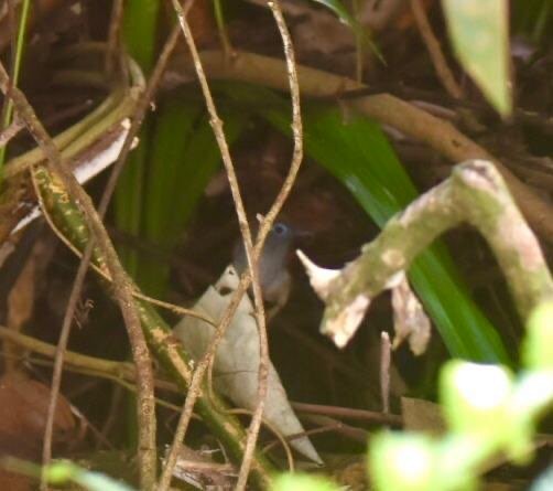 Chestnut-winged Babbler - ML638545020
