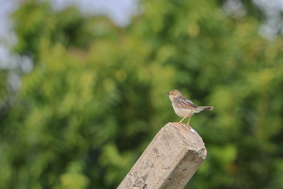 Coastal Cisticola - ML638545022
