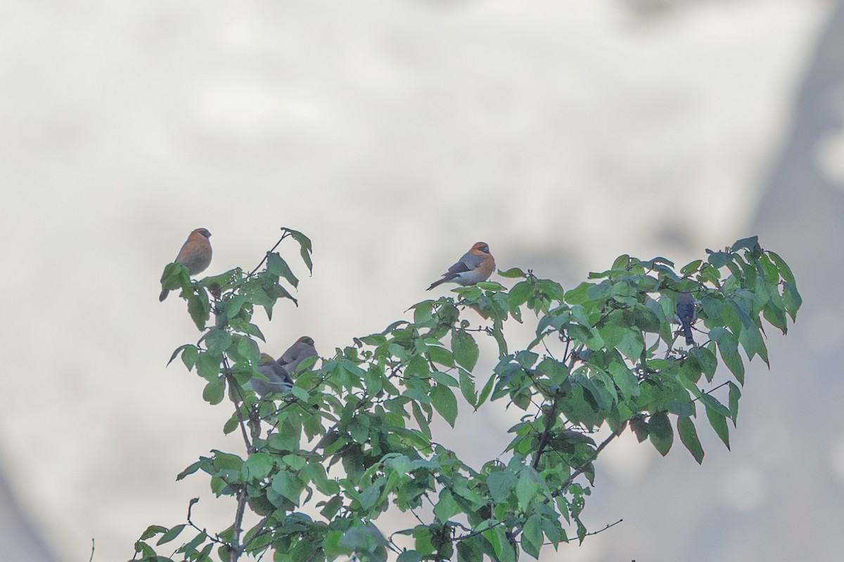 Red-headed Bullfinch - ML638545051