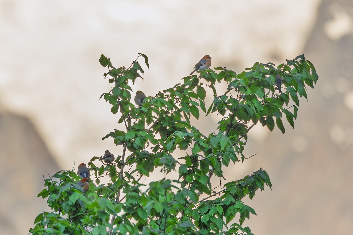 Red-headed Bullfinch - ML638545052