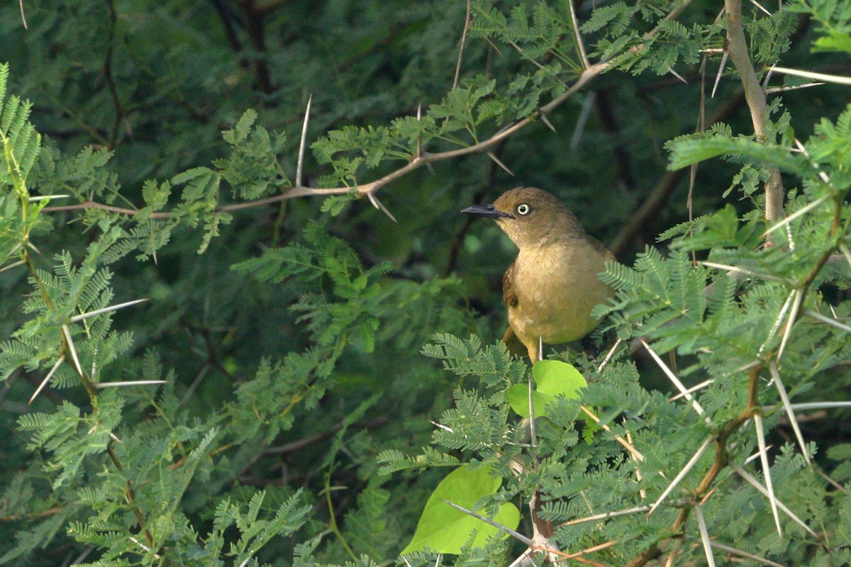 Sombre Greenbul - ML638545054